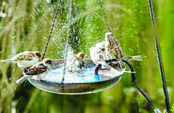 Help the birds in summers… so that they can always keep our environment buzzing with their chirping.