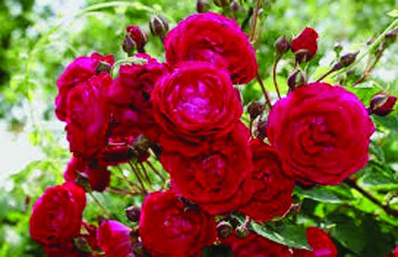 Adopt the right method of rose cultivation, your income will double...