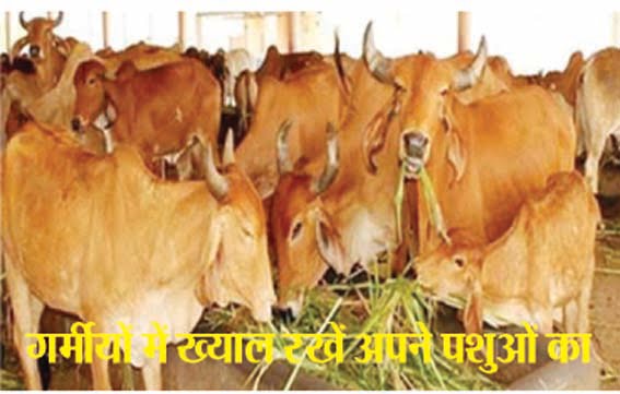 Keep animals in a shady and ventilated place