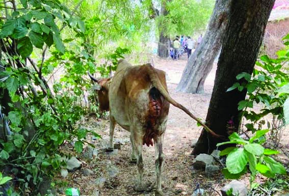 Home delivery animal treatment facility