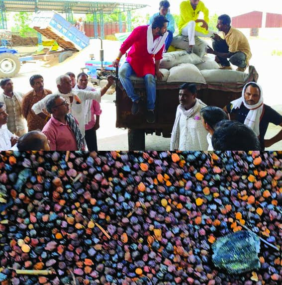 Example of humanity presented in the market of Madhya Pradesh, burnt crop sold for the first time