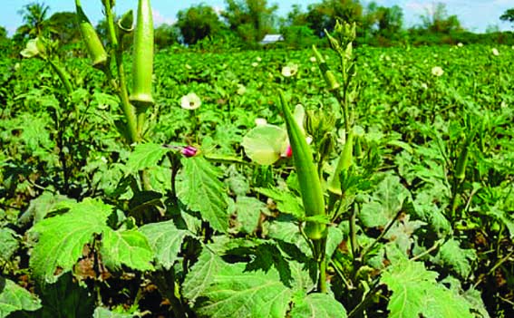 Farmers were able to earn profits worth lakhs by cultivating okra.