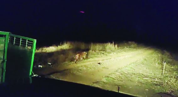 Leopard released in Bori Sanctuary of Satpura Tiger Reserve