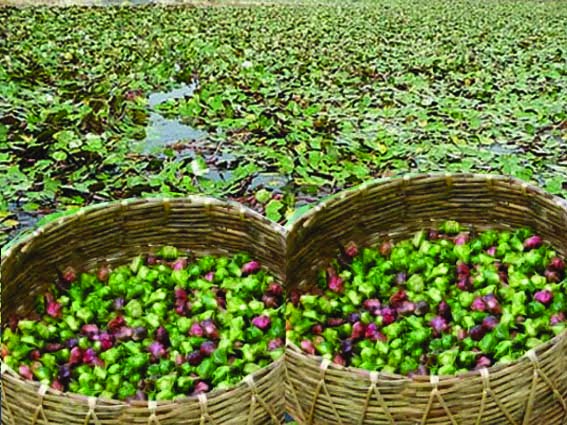 These fruits planted in water are beneficial for farmers