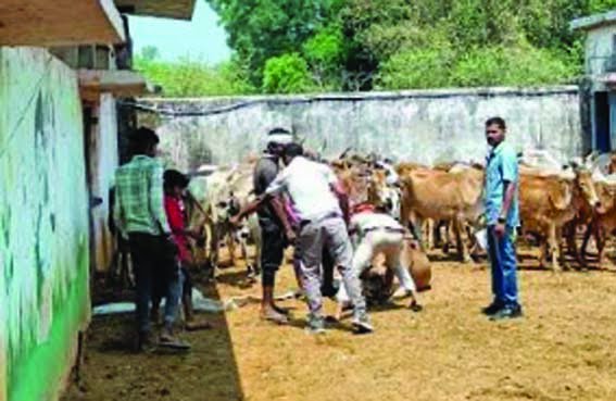 Animals suffer from foot-and-mouth disease and PPR. get free disease vaccination