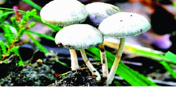 Applications invited for 30 days mushroom training at Krishi Vigyan Kendra Harda