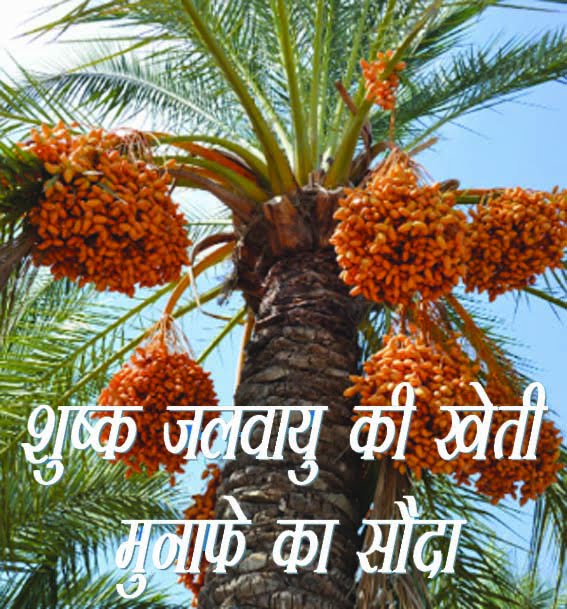 Earn more profit by cultivating date palm at low cost