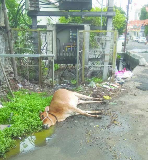 Accident happened due to negligence of electricity department, cow died, who is responsible?