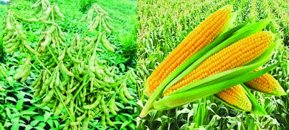 Agriculture department issues advice for Kharif crops