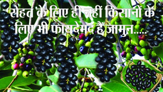 Jamun is not only beneficial for health but also for farmers.....