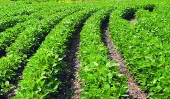 Advice issued for farmers growing soybean