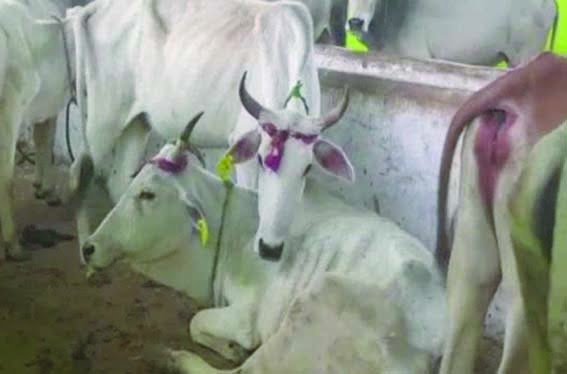 Penalty of Rs 500 per animal should be imposed on animal owners who leave animals in the open