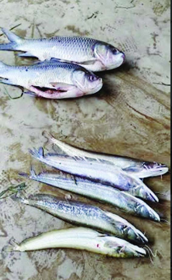 Action taken against illegal sale of fish during closed season