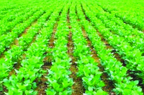 Agricultural scientists have developed a new approach for soybean crop