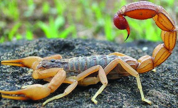 Provide immediate treatment to those affected by animal and snake bite