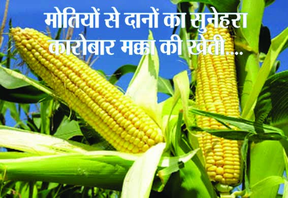 Golden business of grains from pearls