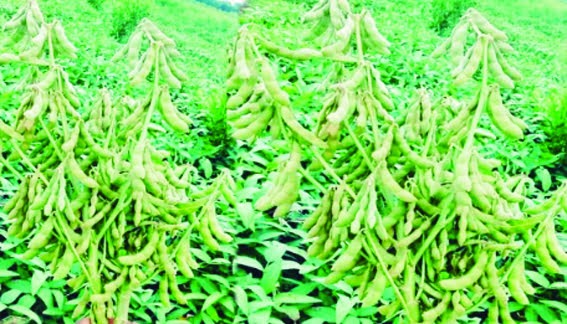 District Level Diagnostic of Agriculture Department