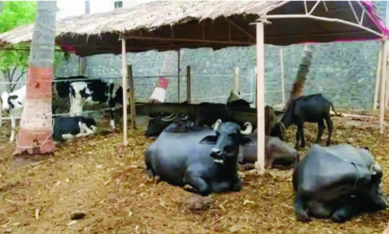 Livestock farmers should take special care of animals during rainy season