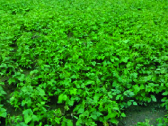 Summer moong remains unpurchased at procurement centre