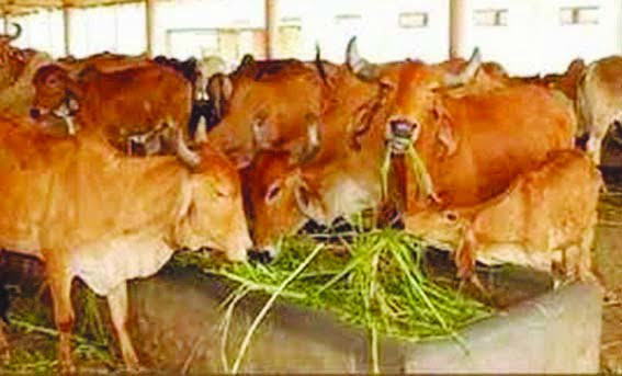 Lord Krishna Janmashtami "Cow Protection Day"