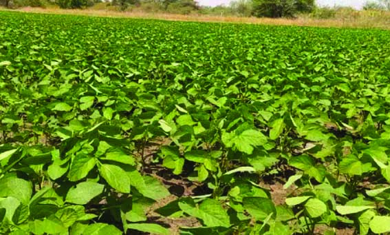 Agricultural scientists visited the fields and gave useful advice to the farmers