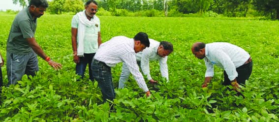 The team of Agriculture Department inspected soybean crops
