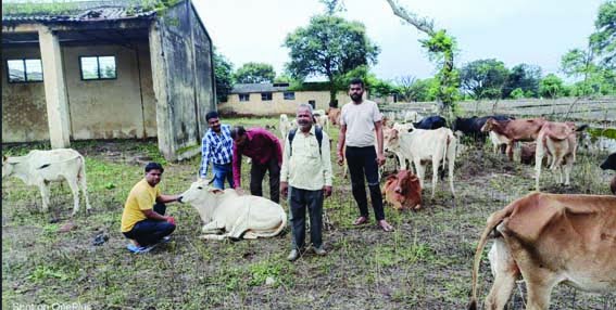 For the destitute cattle in village Dolriya