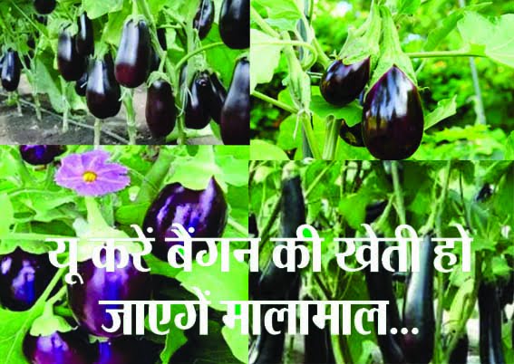 Farmers cultivating tasty brinjals