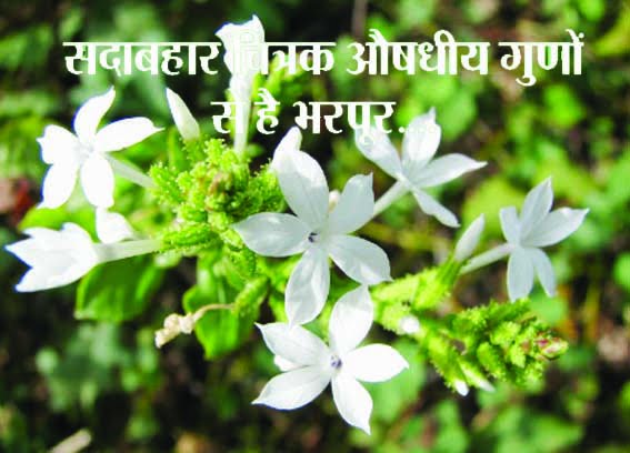 Farmers can earn profit by cultivating Chitrak, a treasure trove of medicinal properties...
