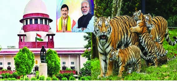 Supreme Court acknowledged good work done in tiger conservation
