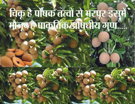 Chiku farming: One time hard work and profit in lakhs...