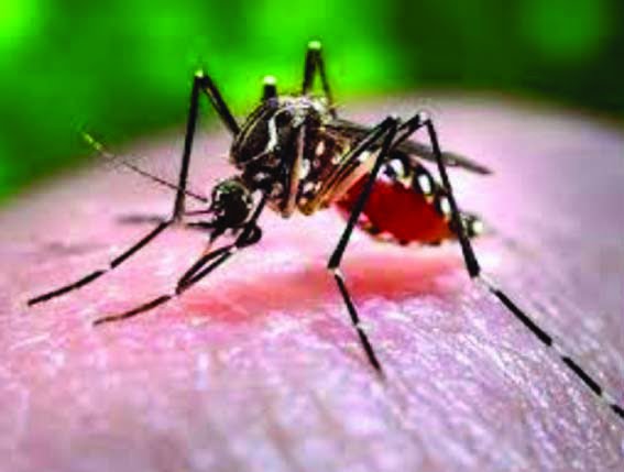 Dengue havoc, Dengue has spread its legs