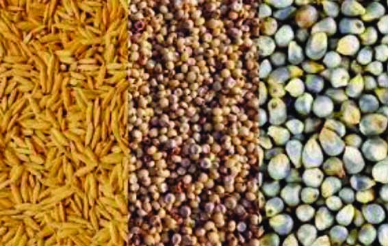 4 October for paddy, jowar and millet procurement