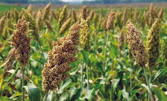 Registration for procurement of paddy, jowar and millet