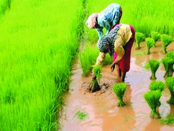 Prime Minister Crop Insurance Scheme