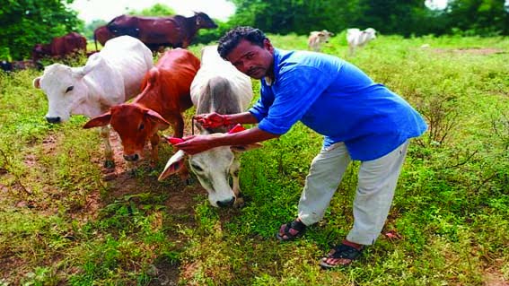 To prevent road accidents, cows should be euthanized