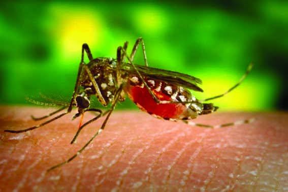 Take measures to prevent diseases like dengue and malaria
