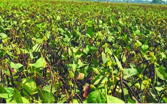 Diagnostic Team of Agriculture Department