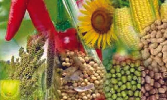 Farmers in the agricultural produce market itself