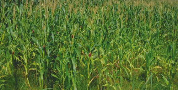 Farmers for procurement of paddy, jowar and millet