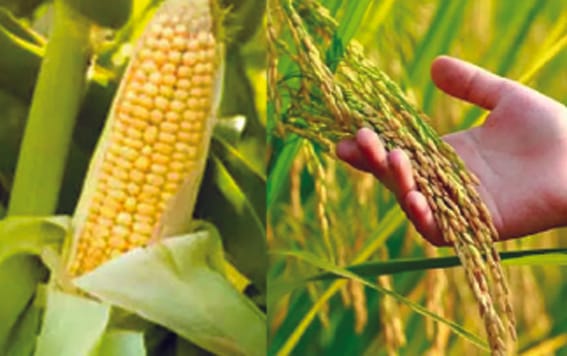 Paddy, Jowar and Millet Procurement