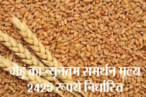 Minimum support price of wheat is Rs 2425