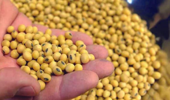 Be careful in weighing while buying soybean