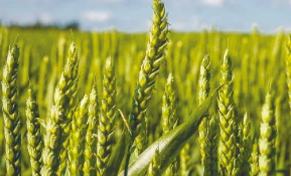 Farmer brothers, get it done by 31 December