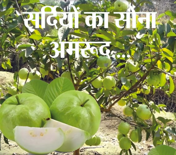 Guava cultivation is a one time