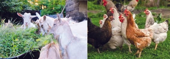 The National Livestock Mission