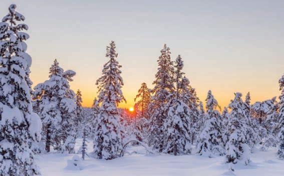 Today my heart is lost in sleep in this beautiful morning...