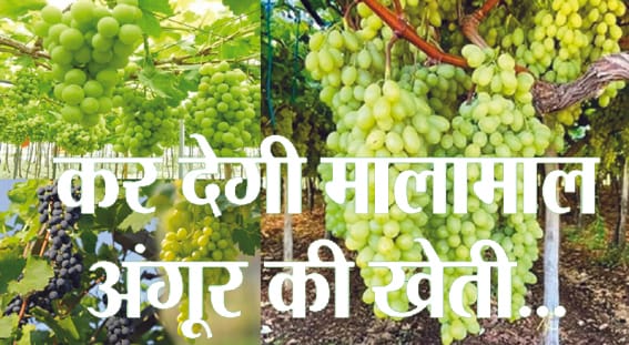 sweet and sour grapes gardening