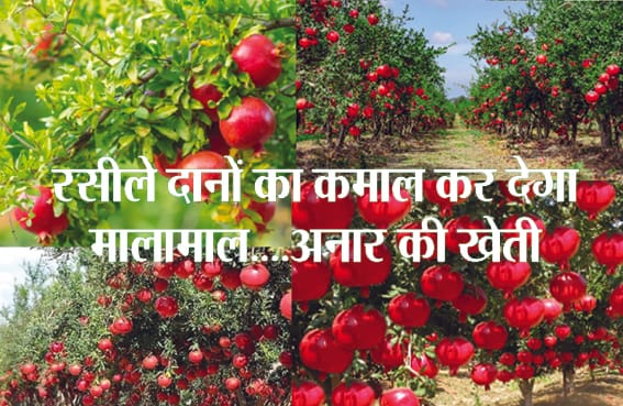 The magic of juicy grains will make you rich