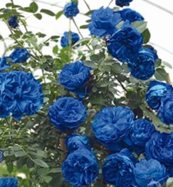 Nobody knows the truth of life...